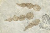 Plate of Dinosaur (Grallator) Tracks - Negative Impressions #254124-2